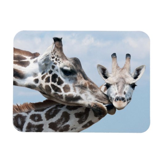 Giraffe kust haar kalf magneet (Horizontaal)