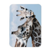 Giraffe kust haar kalf magneet (Verticaal)