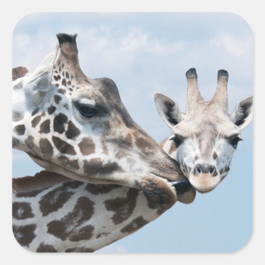 Giraffe kust haar kalf vierkante sticker (Voorkant)