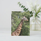 giraffe lange nek briefkaart (Staand voorkant)
