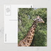 giraffe lange nek briefkaart (Voorkant / Achterkant)