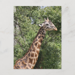 giraffe lange nek briefkaart