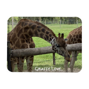 Giraffe Liefde... Magneet