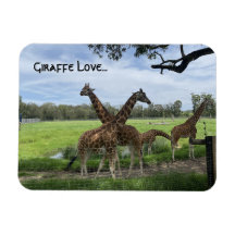 Giraffe liefde...magneet