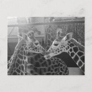 Giraffe Love Briefkaart