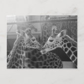 Giraffe Love Briefkaart (Voorkant)