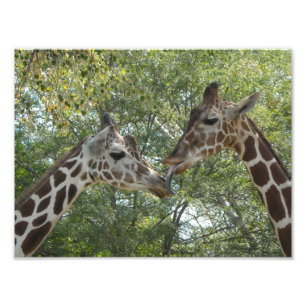 Giraffe Love Foto Afdruk