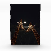 Giraffe Love in the Moonlight Fotoblokken (Voorkant)