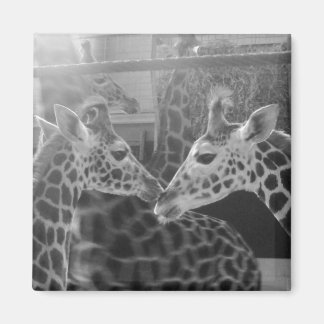 Giraffe Love Magneet