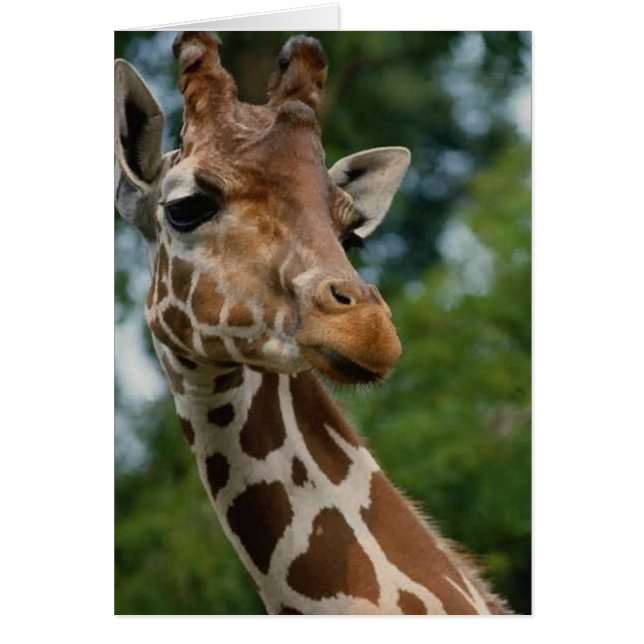Giraffe Lovers Art Gifts (Voorkant)