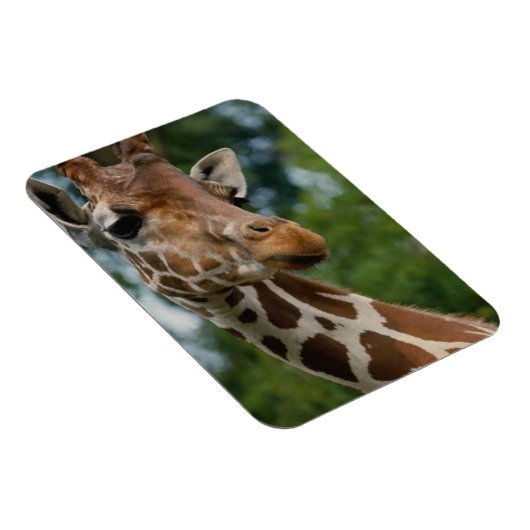 Giraffe Lovers Wildlife Magneet (Rechterzijde)