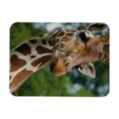 Giraffe Lovers Wildlife Magneet (Horizontaal)