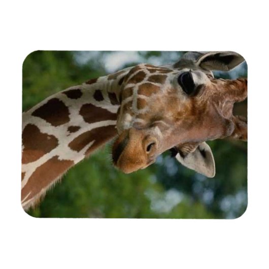 Giraffe Lovers Wildlife Magneet (Horizontaal)