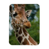 Giraffe Lovers Wildlife Magneet (Verticaal)