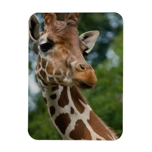 Giraffe Lovers Wildlife Magneet (Verticaal)