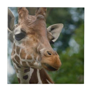 Giraffe Lovers Wildlife Tegeltje