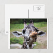 Giraffe Lunch Briefkaart (Voorkant / Achterkant)