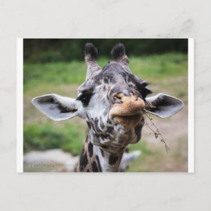 Giraffe Lunch Briefkaart