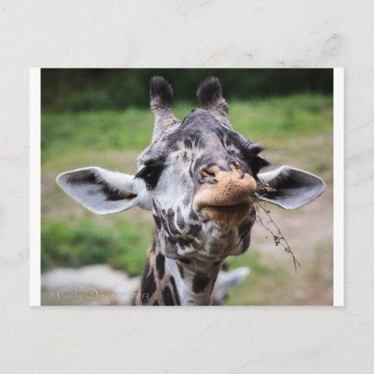 Giraffe Lunch Briefkaart (Voorkant)