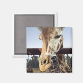 Giraffe Magneet (Voorkant / Achterkant)