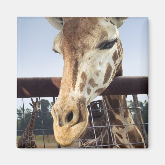 Giraffe Magneet (Voorkant)