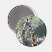 Giraffe Magneet (Voorkant / Achterkant)