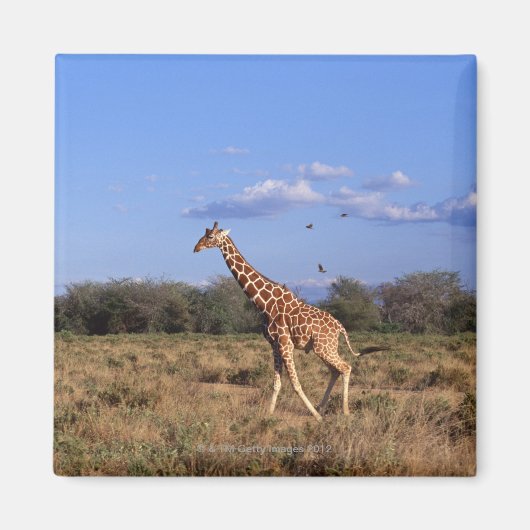 Giraffe Magneet (Voorkant)