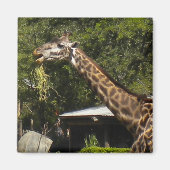Giraffe Magneet (Voorkant)