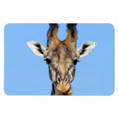 Giraffe Magneet (Horizontaal)