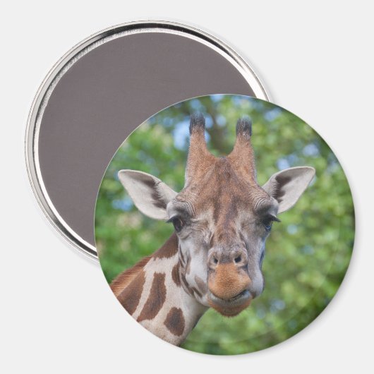 Giraffe Magneet (Voorkant / Achterkant)