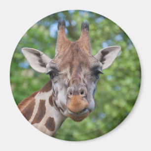 Giraffe Magneet