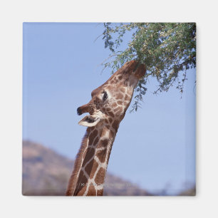 Giraffe Magneet