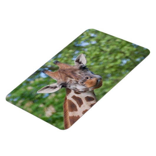 Giraffe Magneet (Linkerzijde)