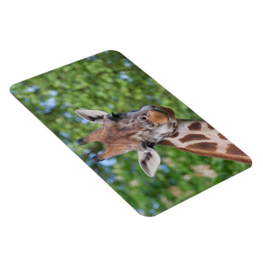 Giraffe Magneet (Rechterzijde)