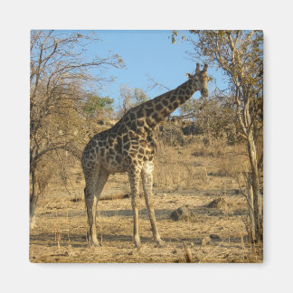 Giraffe Magnet