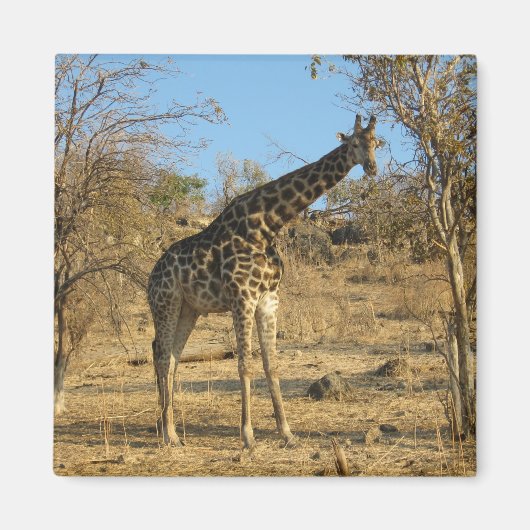 Giraffe Magnet (Voorkant)