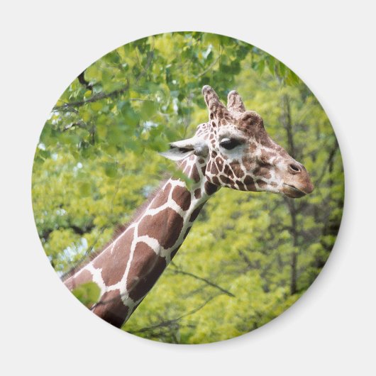 Giraffe Magnet (Voorkant)