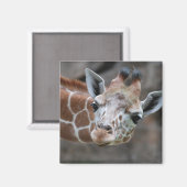 Giraffe Magnet (Voorkant / Achterkant)