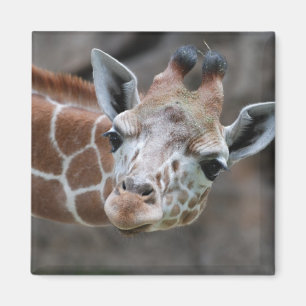 Giraffe Magnet
