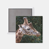 Giraffe Magnet (Voorkant / Achterkant)