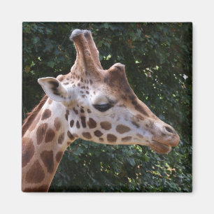 Giraffe Magnet