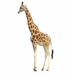 Giraffe Magnet Fotobeeldje Magneet<br><div class="desc">Acrylfotobeeldhouwmagneet van een stately giraffe. De giraffe is een Afrikaans evenhoevige zoogdier, het kleinste levende landdier en de grootste herkauwer. De naam van de soort verwijst naar het kamelachtige uiterlijk en de kleurvlekken op de vacht. Zie bijpassende acrylfoto-beeldhouwpin, sleutelhanger, siervoorwerpen en beeldhouwwerk. Zie het volledige collectie van de Magnet Safari...</div>