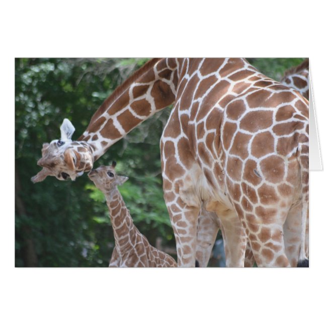 Giraffe Mam en Baby (Voorkant Horizontaal)