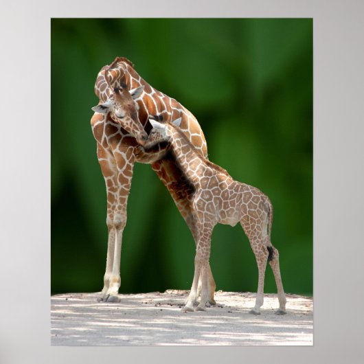 Giraffe Mam en Baby Poster (Voorkant)