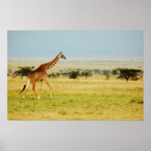 Giraffe Masai Mara, Kenia poster, drukkerij, afbee Poster
