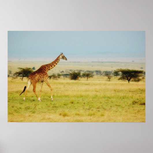 Giraffe Masai Mara, Kenia poster, drukkerij, afbee Poster (Voorkant)