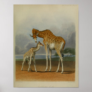 Giraffe met Calf  Print African Savanna