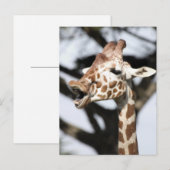 Giraffe met grappig gezicht, reticulated, San Fran Briefkaart (Voorkant / Achterkant)