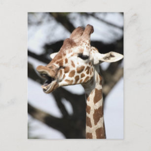 Giraffe met grappig gezicht, reticulated, San Fran Briefkaart