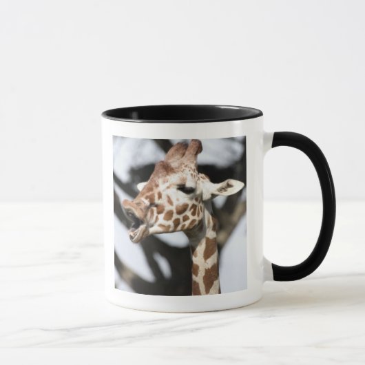 Giraffe met grappig gezicht, reticulated, San Fran Mok (Rechts)